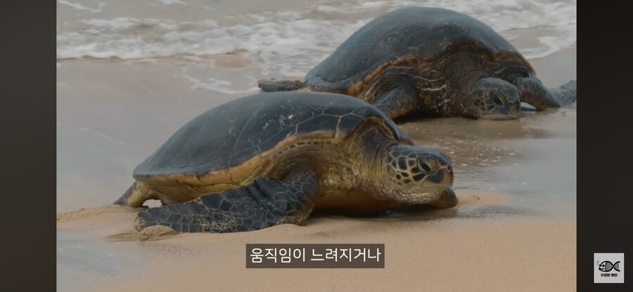 약혐주의)따개비 관련 많이 오해한다는 사실_24.png