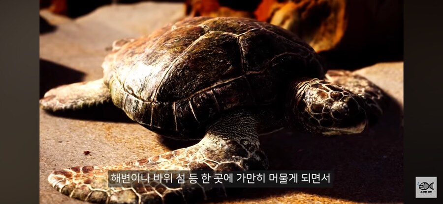 약혐주의)따개비 관련 많이 오해한다는 사실_25.png