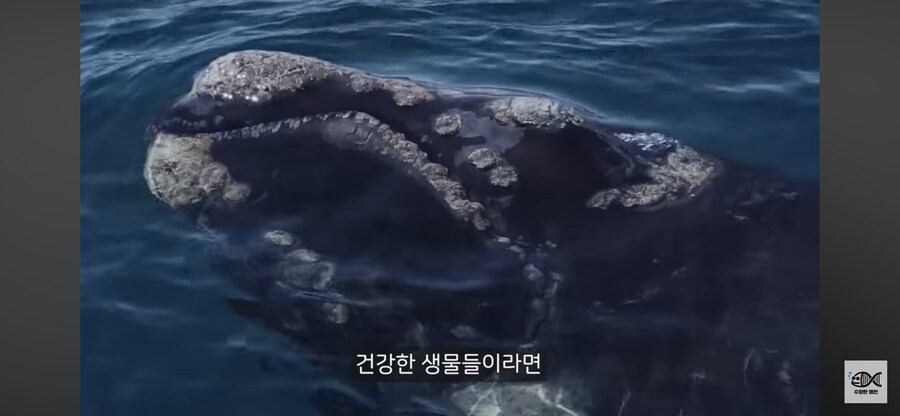 약혐주의)따개비 관련 많이 오해한다는 사실_31.png