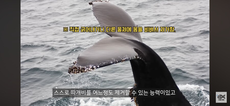 약혐주의)따개비 관련 많이 오해한다는 사실_30.png