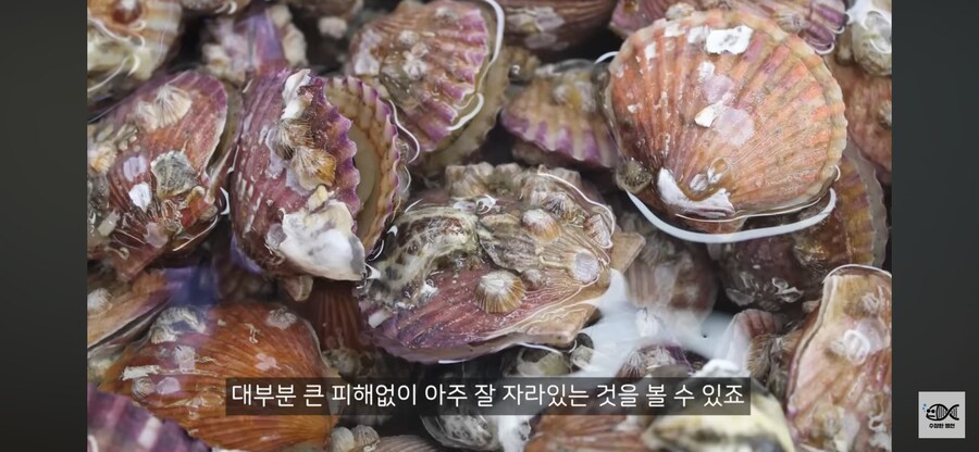 약혐주의)따개비 관련 많이 오해한다는 사실_34.png