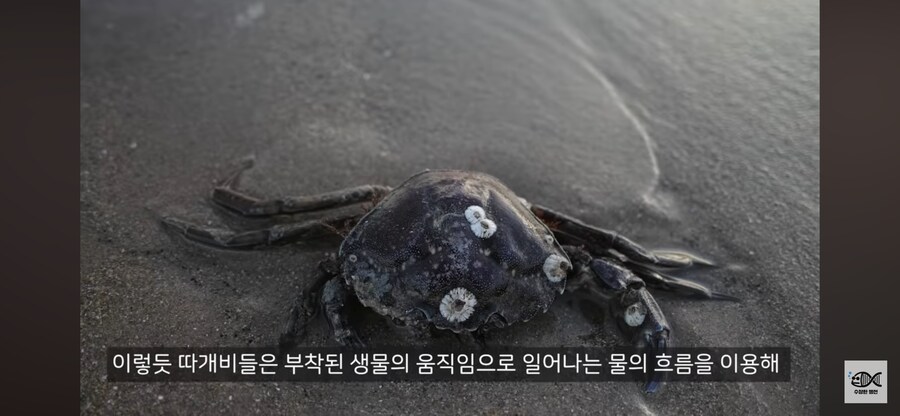 약혐주의)따개비 관련 많이 오해한다는 사실_35.png