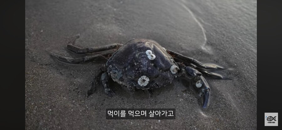 약혐주의)따개비 관련 많이 오해한다는 사실_36.png