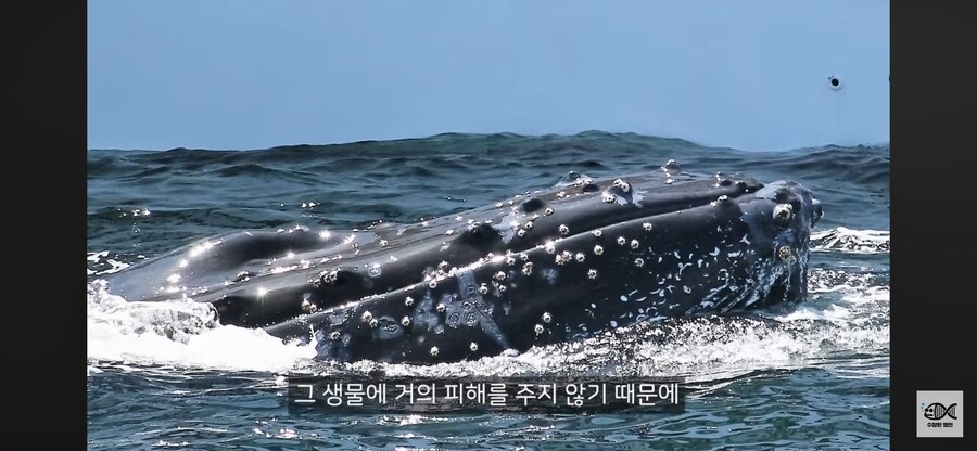 약혐주의)따개비 관련 많이 오해한다는 사실_37.png