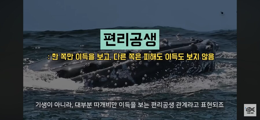 약혐주의)따개비 관련 많이 오해한다는 사실_38.png