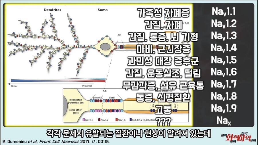20년만에 새로 나온 진통제가 주목받는 이유_11.jpg