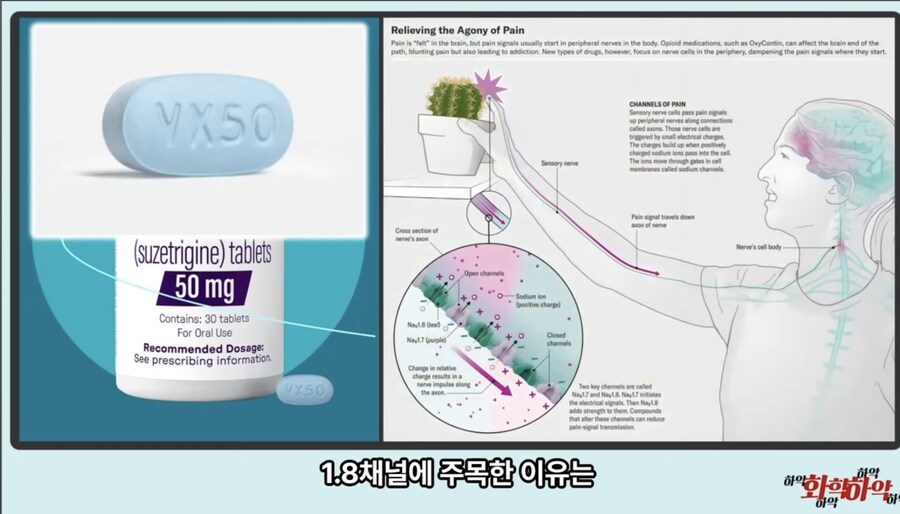 20년만에 새로 나온 진통제가 주목받는 이유_14.jpg