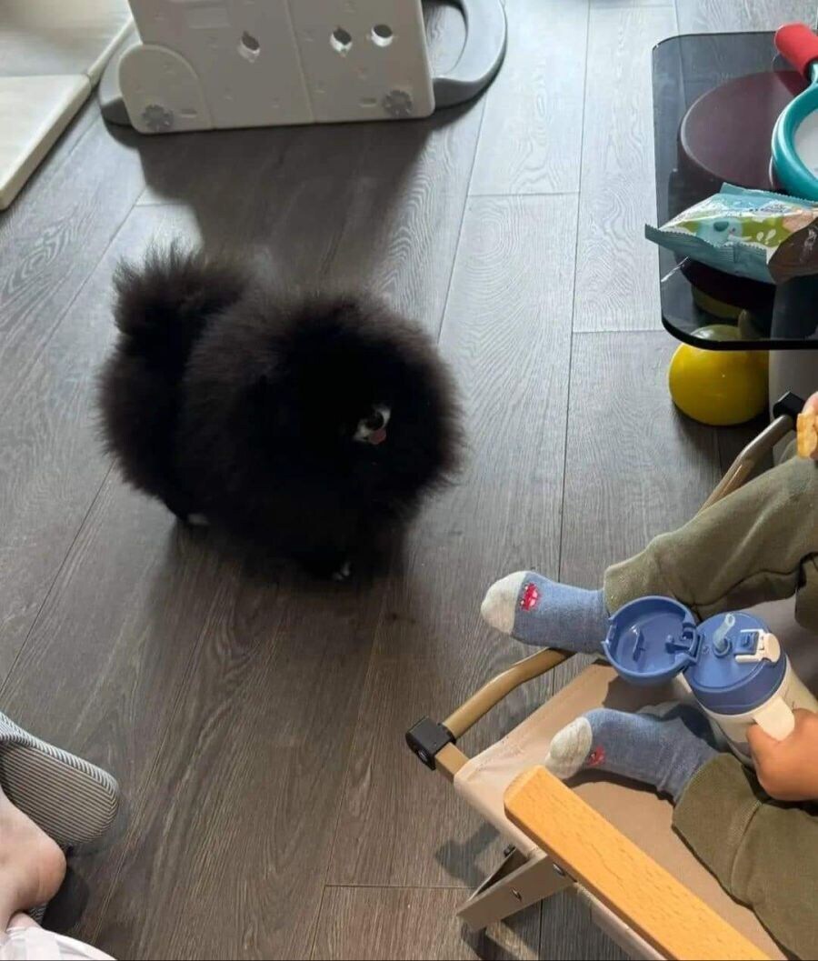 외눈박이 강아지_2.jpg