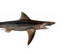 멸종 위기에 처한 담수 "상어"_1.jpg