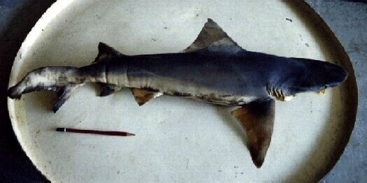 멸종 위기에 처한 담수 "상어"_2.jpg