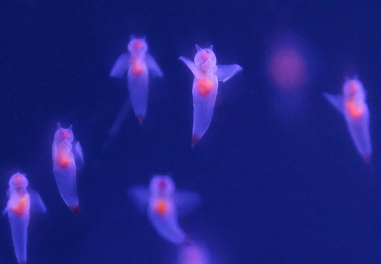 뿔달린 말 빼고 이상한 놈들은 다 있는 세계선_5.webp