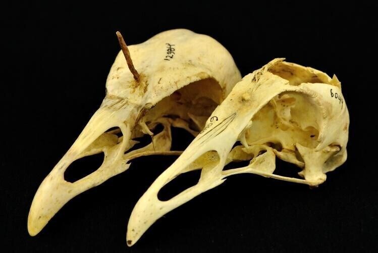 뿔달린 말 빼고 이상한 놈들은 다 있는 세계선_10.jpg