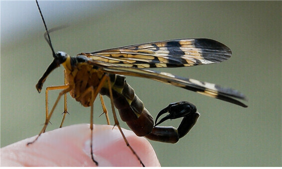 뿔달린 말 빼고 이상한 놈들은 다 있는 세계선_18.jpg