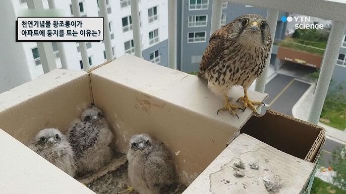 한국 정부한테 감사해야 하는 생물_1.jpg