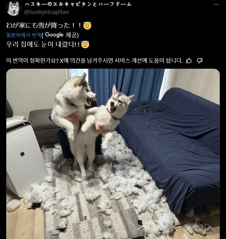 집에 눈이 내렸다는 일본인_1.png