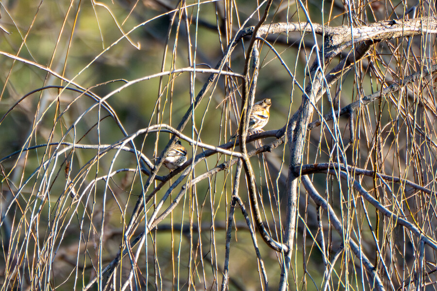 1월 장월평천, 파주출판단지 유수지 탐조_3.jpg