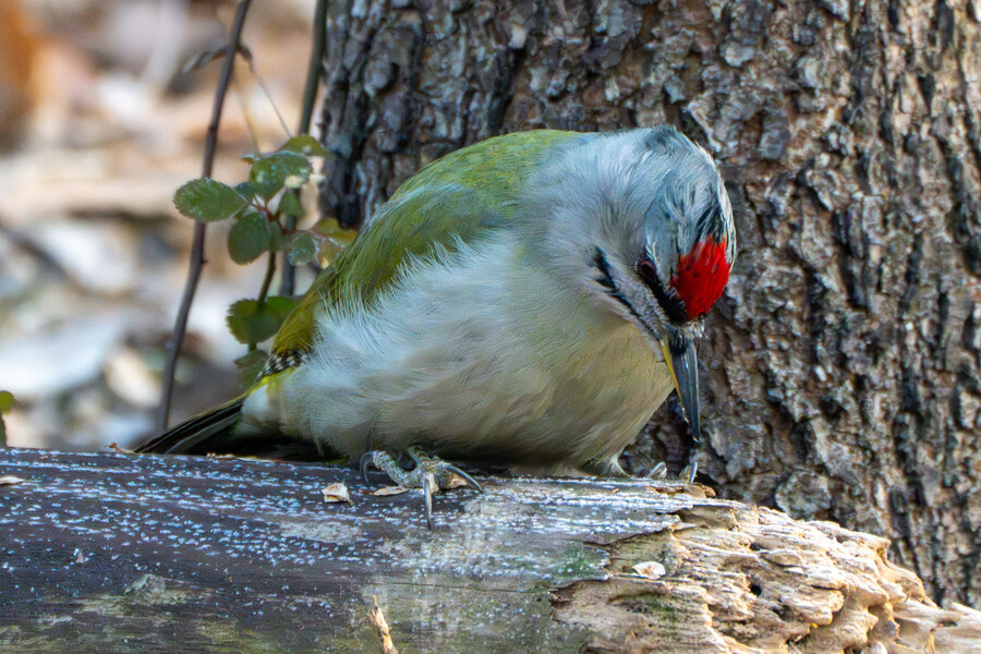 1월 장월평천, 파주출판단지 유수지 탐조_7.jpg
