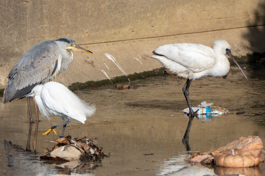 1월 장월평천, 파주출판단지 유수지 탐조_15.jpg