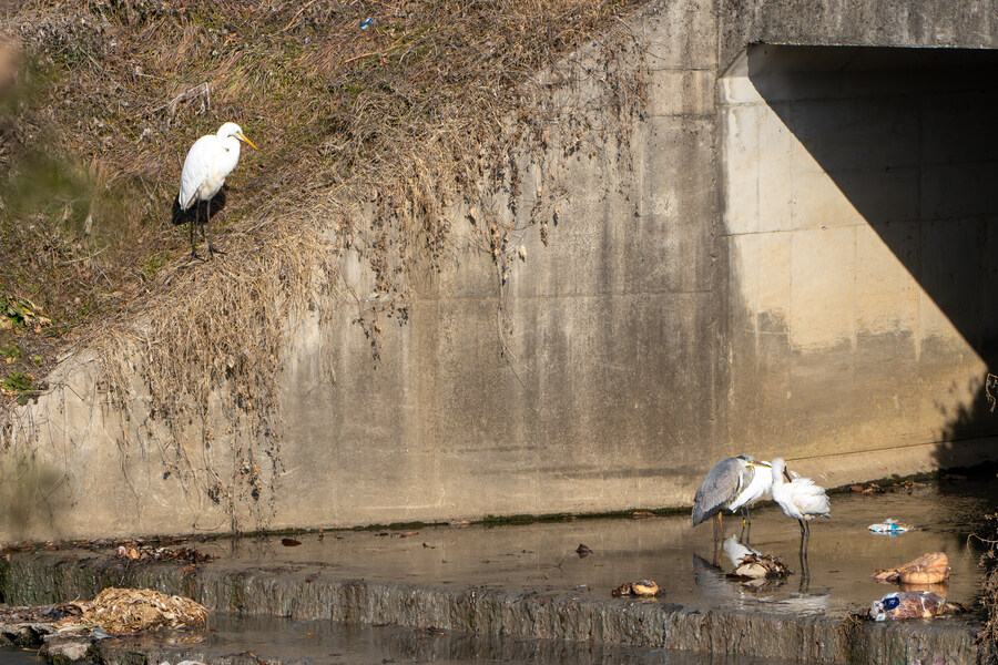 1월 장월평천, 파주출판단지 유수지 탐조_16.jpg