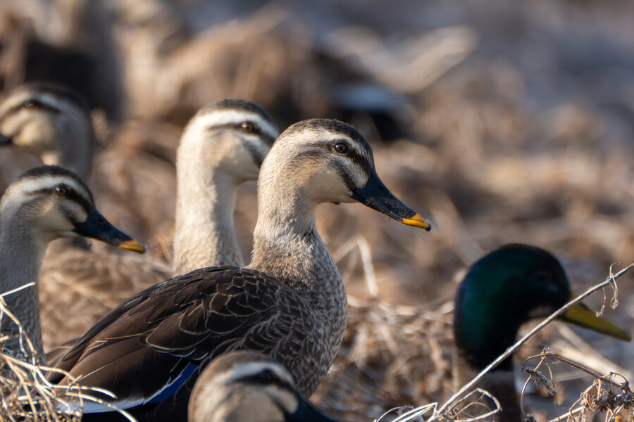 1월 장월평천, 파주출판단지 유수지 탐조_18.jpg