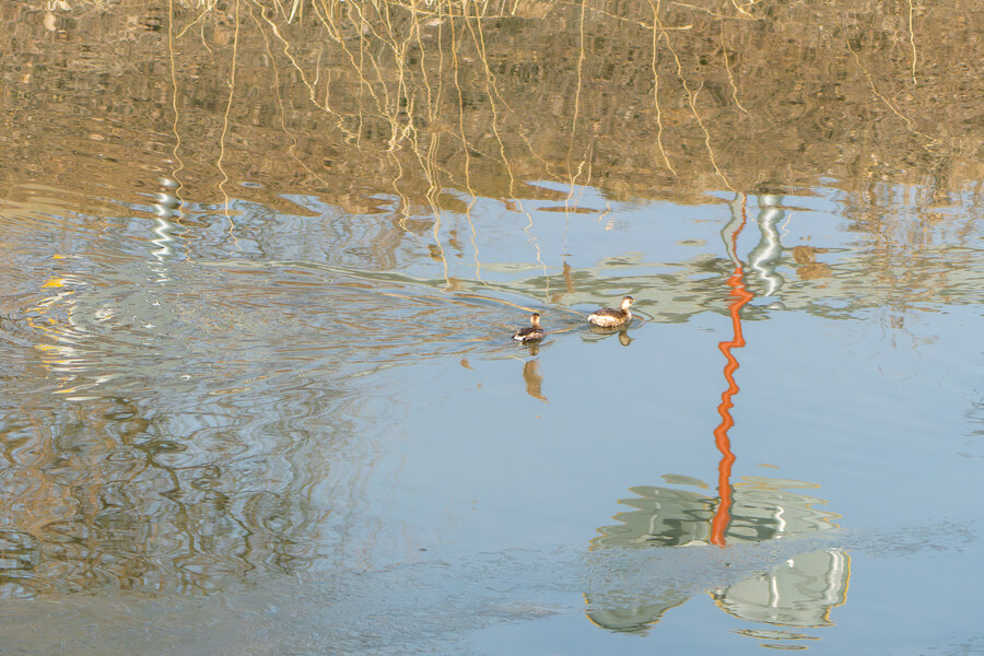 1월 장월평천, 파주출판단지 유수지 탐조_25.jpg