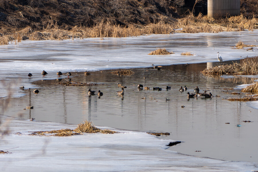 1월 장월평천, 파주출판단지 유수지 탐조_27.jpg