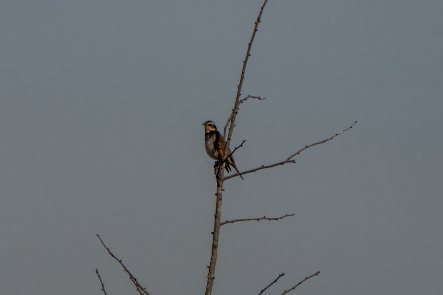 1월 장월평천, 파주출판단지 유수지 탐조_40.jpg