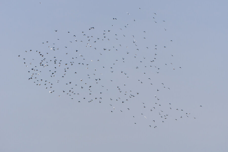 1월 장월평천, 파주출판단지 유수지 탐조_41.jpg