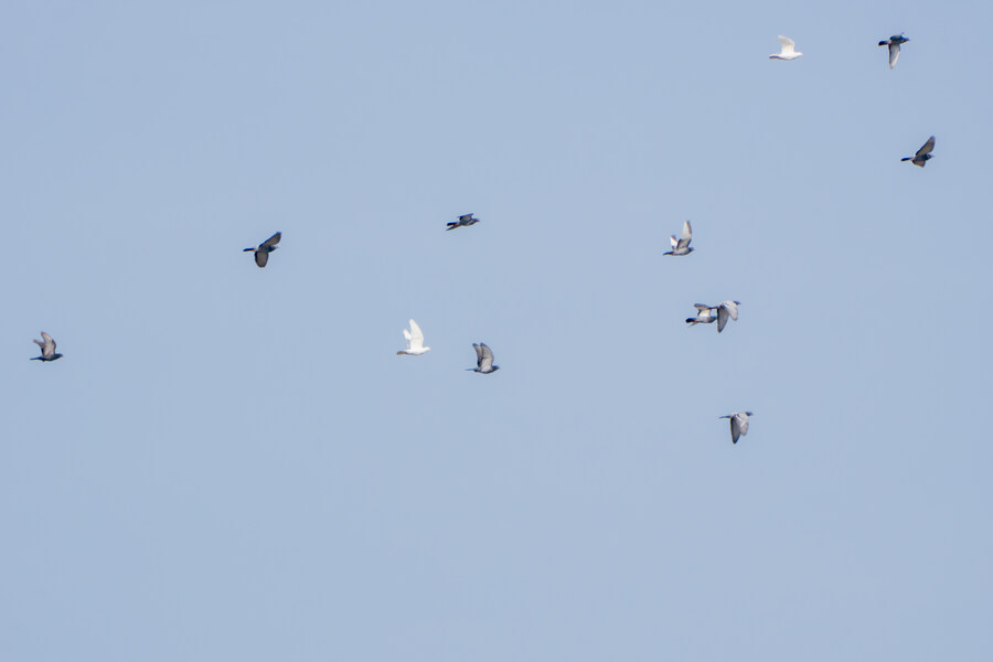 1월 장월평천, 파주출판단지 유수지 탐조_42.jpg