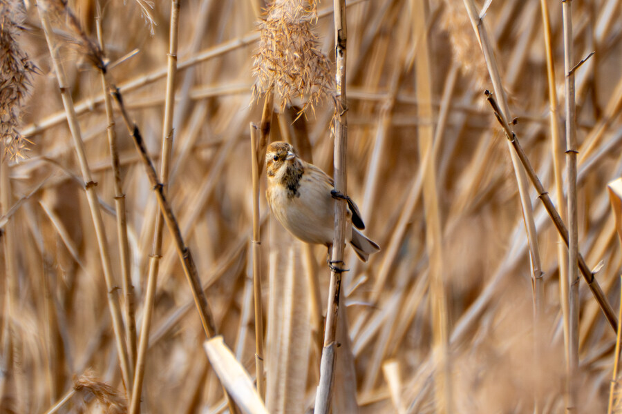 1월 장월평천, 파주출판단지 유수지 탐조_54.jpg