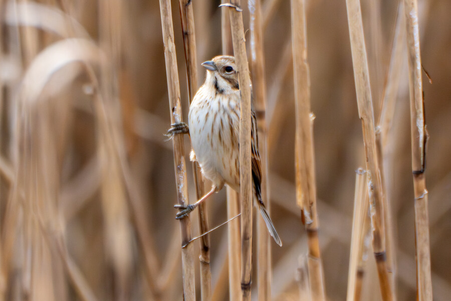 1월 장월평천, 파주출판단지 유수지 탐조_58.jpg