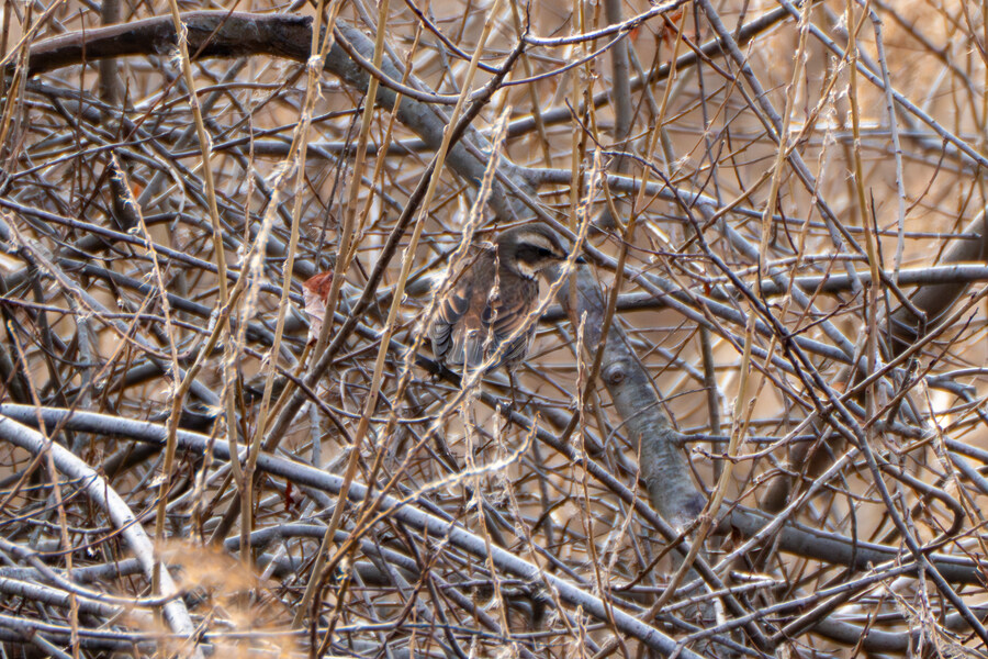 1월 장월평천, 파주출판단지 유수지 탐조_61.jpg