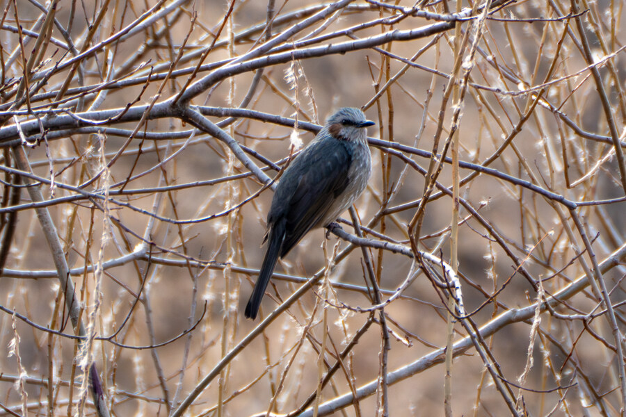 1월 장월평천, 파주출판단지 유수지 탐조_62.jpg