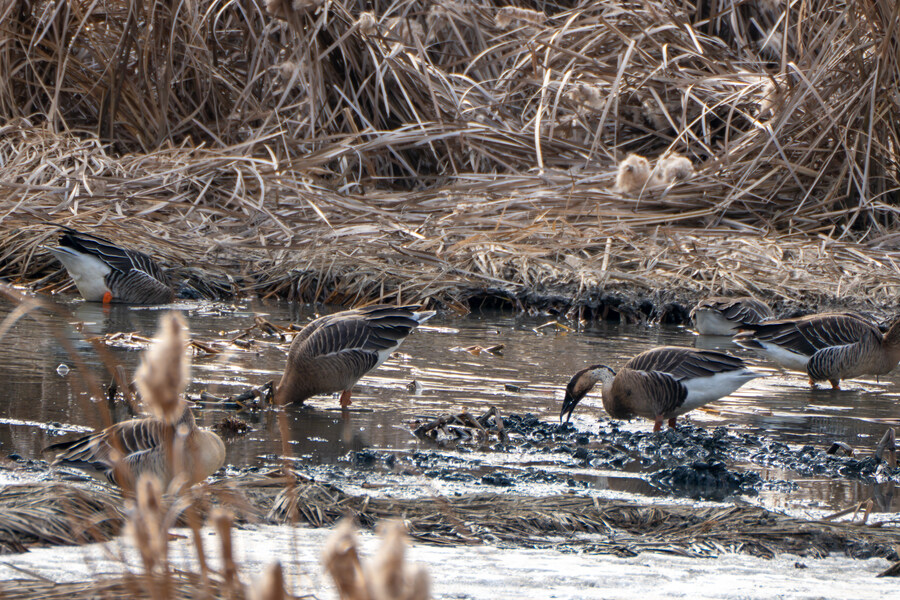 1월 장월평천, 파주출판단지 유수지 탐조_65.jpg