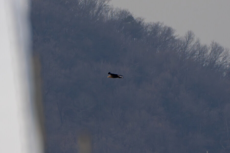 1월 장월평천, 파주출판단지 유수지 탐조_71.jpg