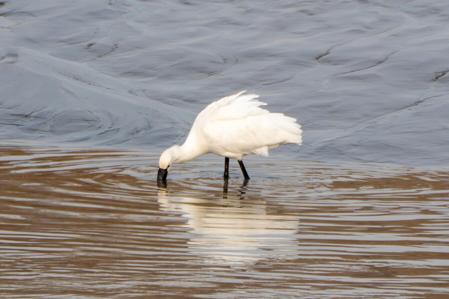 1월 장월평천, 파주출판단지 유수지 탐조_73.jpg