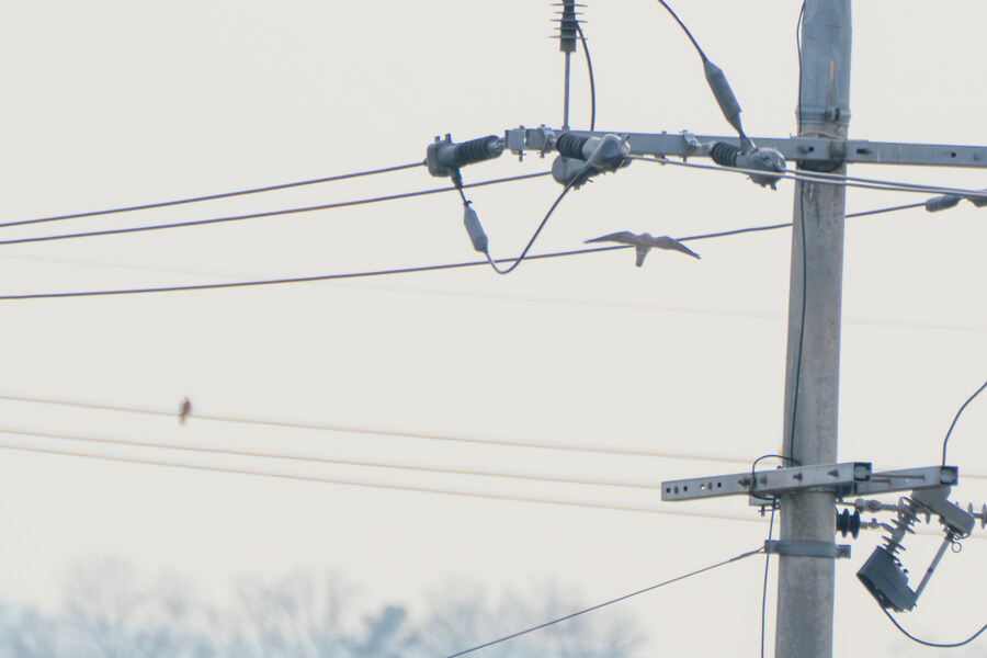 1월 장월평천, 파주출판단지 유수지 탐조_78.jpg