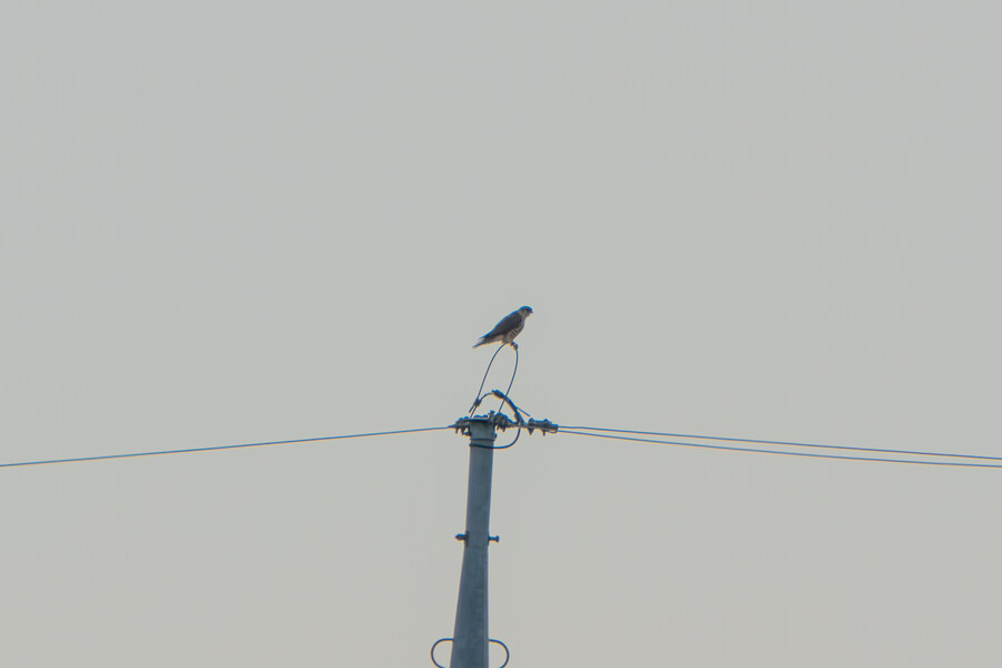 1월 장월평천, 파주출판단지 유수지 탐조_79.jpg