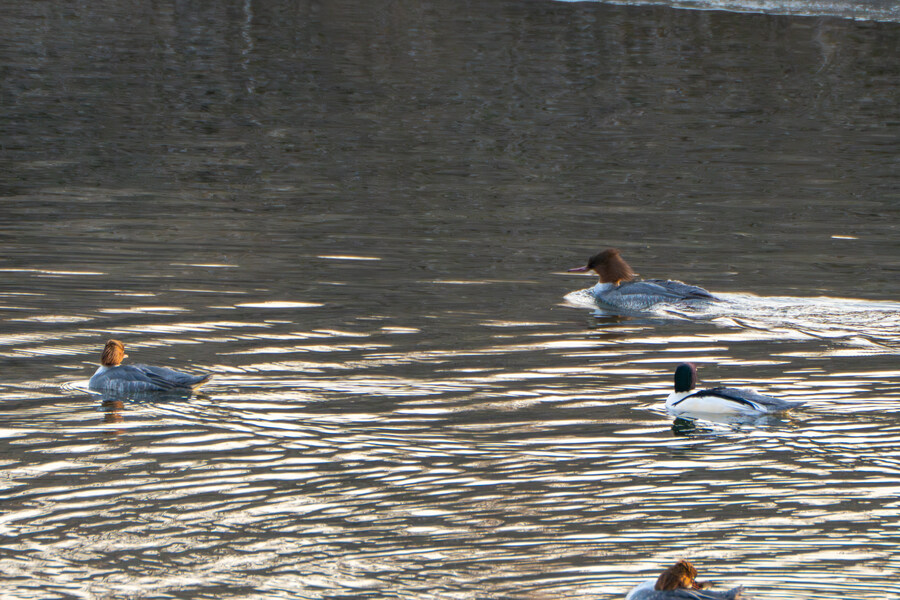 1월 장월평천, 파주출판단지 유수지 탐조_88.jpg
