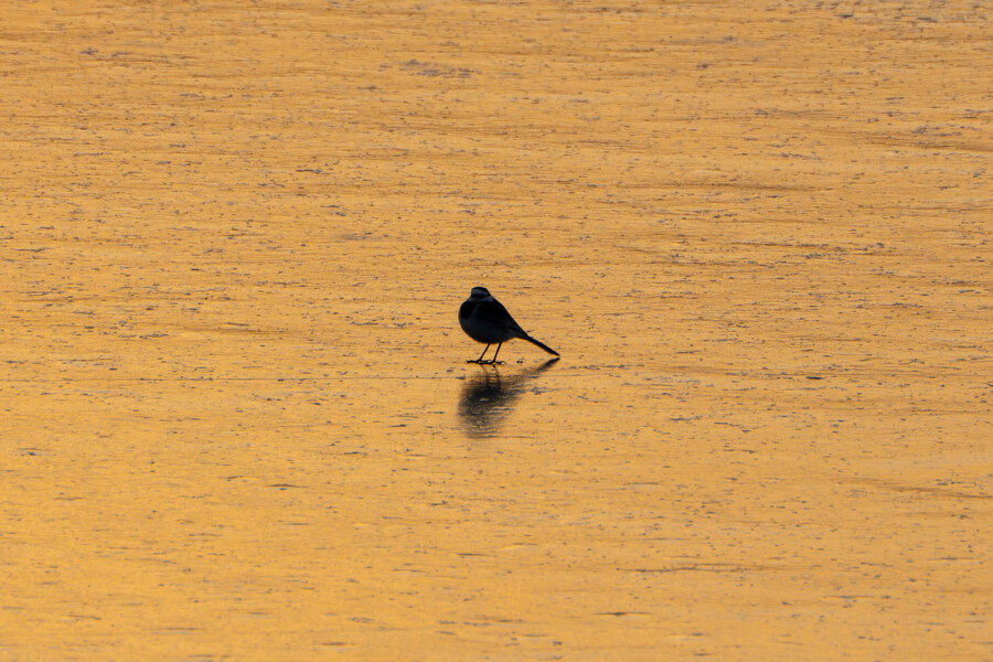 1월 장월평천, 파주출판단지 유수지 탐조_89.jpg