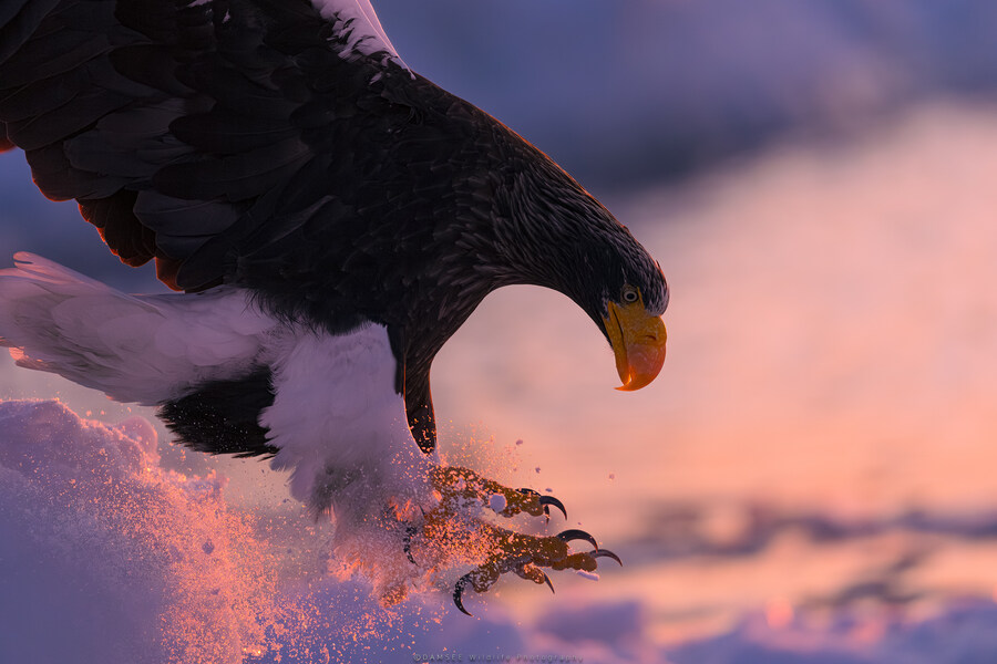 오가닉) 자작 야생사진들_1.jpg