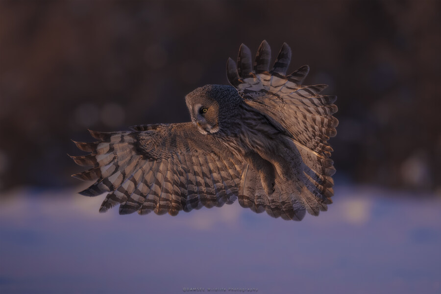 오가닉) 자작 야생사진들_10.jpg