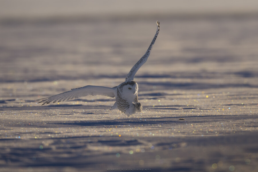 오가닉) 자작 야생사진들_11.jpg