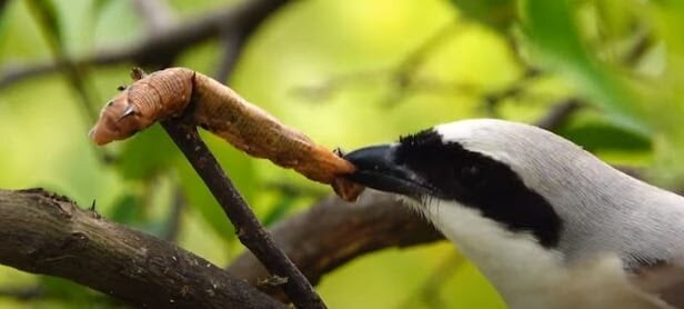약혐)어느 조류의 기묘한 습성_4.jpg