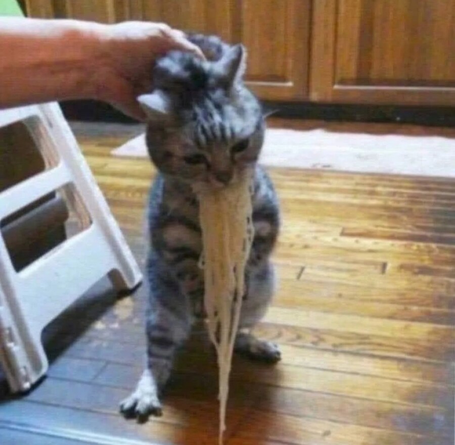 귀여운 고양이들의 카툰&실사 순간들_9.jpg