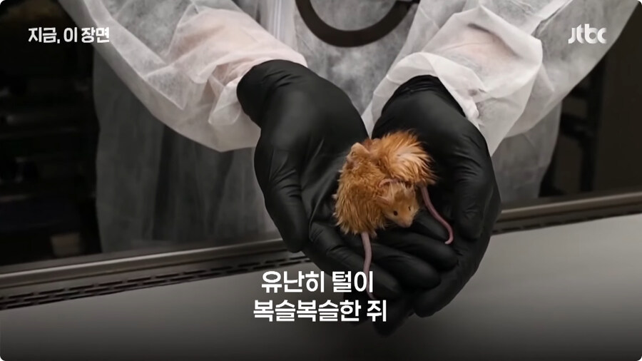 매머드 근황.jpg_1.jpg