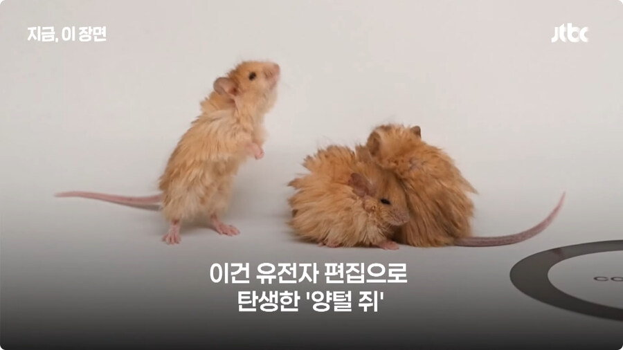 매머드 근황.jpg_2.jpg