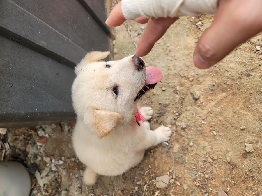 시골 똥개 새끼. jpg_1.jpg