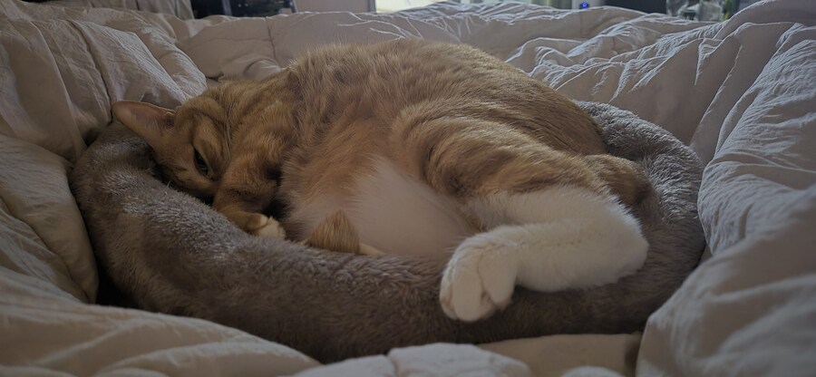 냥집사들 특_3.jpg