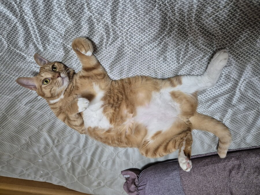 냥집사들 특_2.jpg